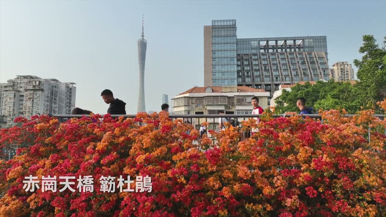 《拾壹城話》花城偶拾 萬紫千紅