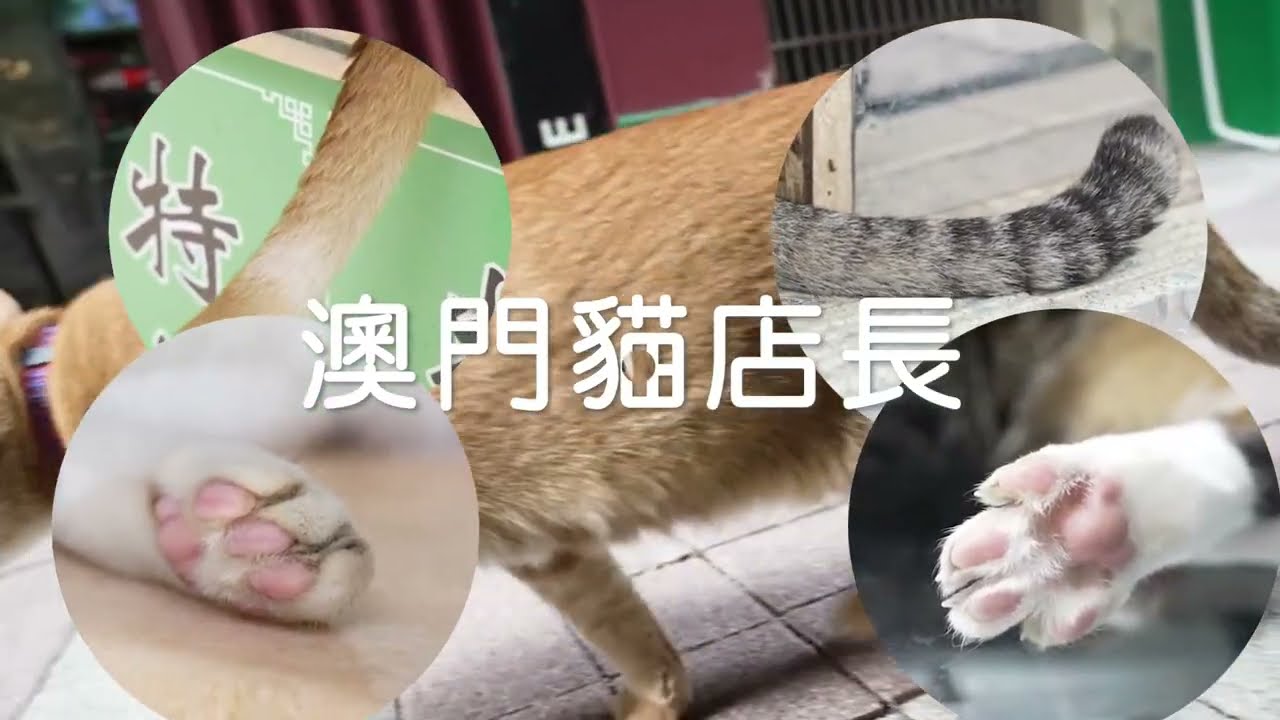 《拾壹城话》澳门猫店长